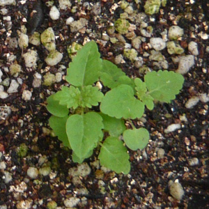 レモンバームを植木鉢で種から育てる ハーブ栽培記録