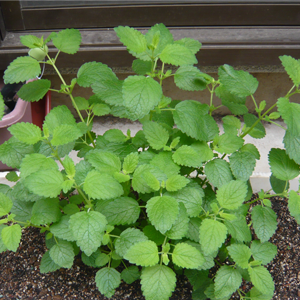 レモンバームを植木鉢で種から育てる ハーブ栽培記録