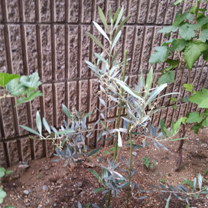 オリーブを苗から育てる ハーブ栽培記録