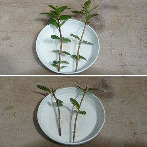 ペパーミント ブラックペパーミント を挿し芽 挿し木 で増やす方法 ハーブ栽培記録