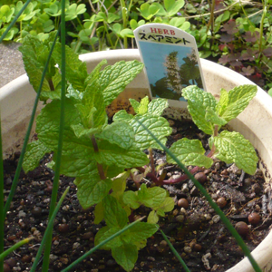 スペアミントを植木鉢で苗から育てる ハーブ栽培記録