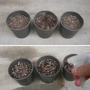 スペアミントを種から育てる ハーブ栽培記録