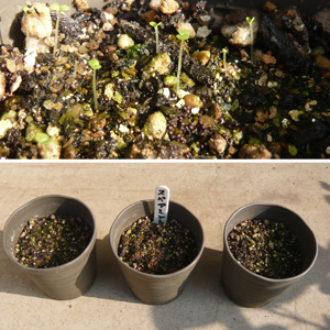 スペアミントを種から育てる ハーブ栽培記録